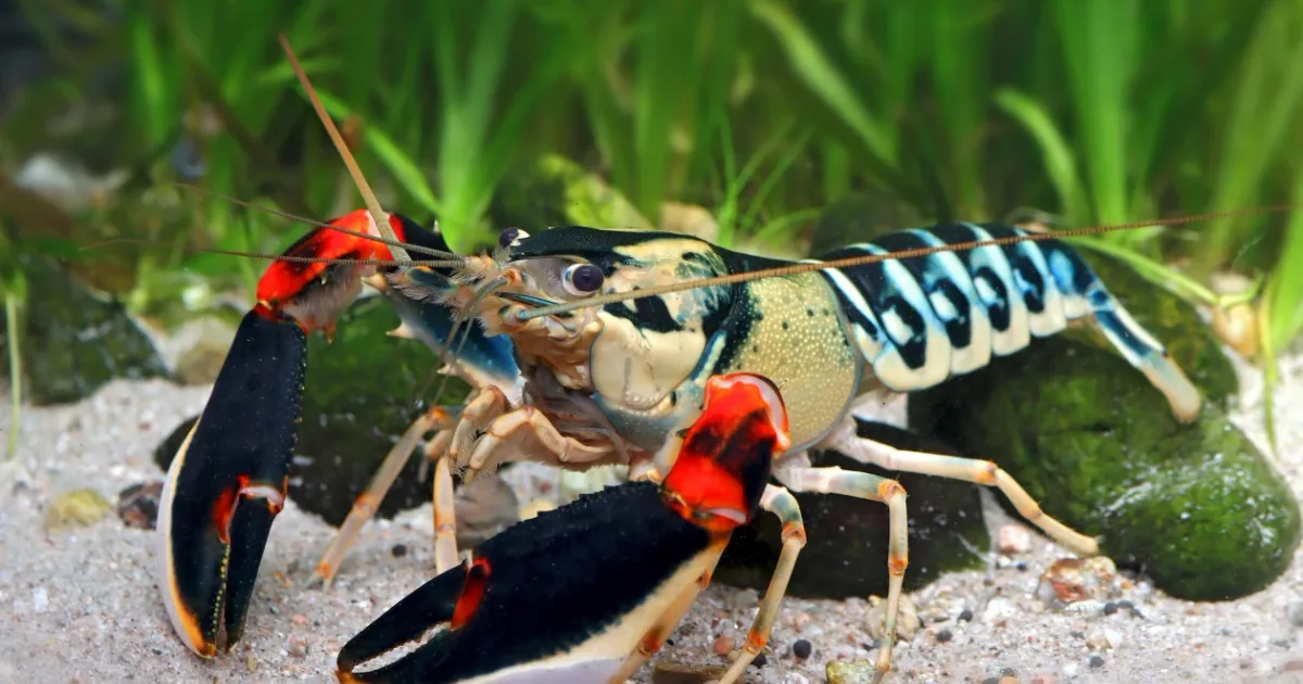 7 Spesies Baru Cherax, Lobster Air Tawar Endemik Papua Hasil Temuan UGM